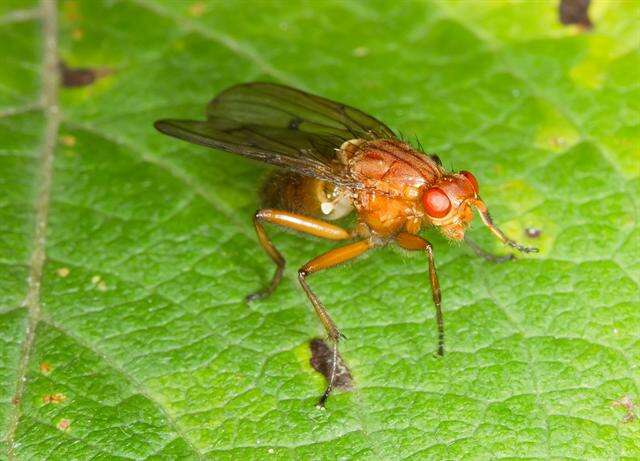 Image of dryomyzid flies