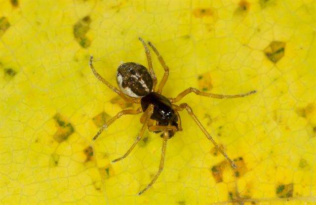 Image of Thickjawed Orb Weavers