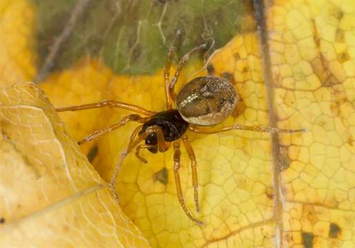 Image of Thickjawed Orb Weavers