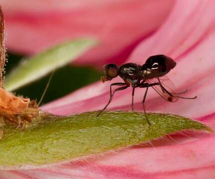 Image of black scavenger flies