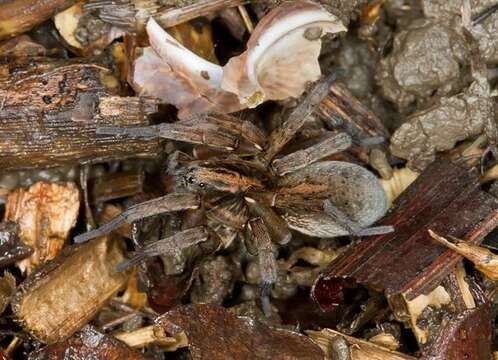 Image of wolf spiders