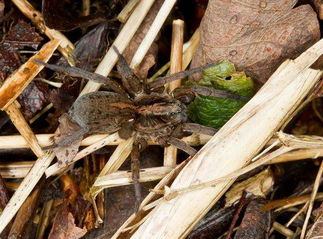 Image of wolf spiders