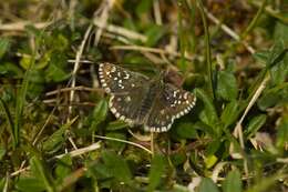 Image of Checkered-Skippers