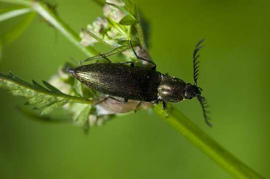 Слика од <i>Ctenicera pectinicornis</i>