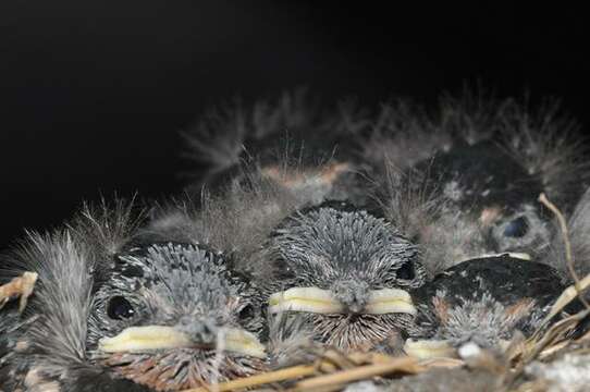 Image of Hirundo Linnaeus 1758