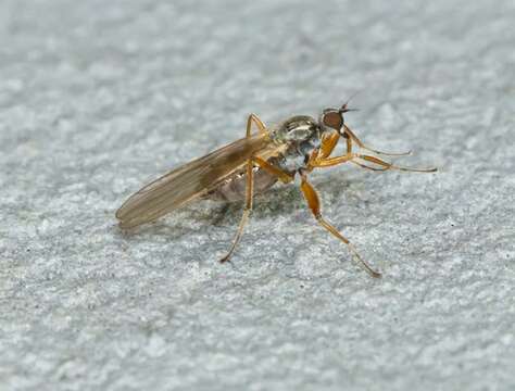 Image of hybotid dance flies