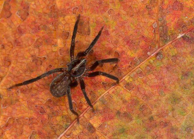Image of long-legged sac spiders
