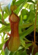 Image of <i>Nepenthes</i> alata × Nepenthes <i>ventricosa</i>