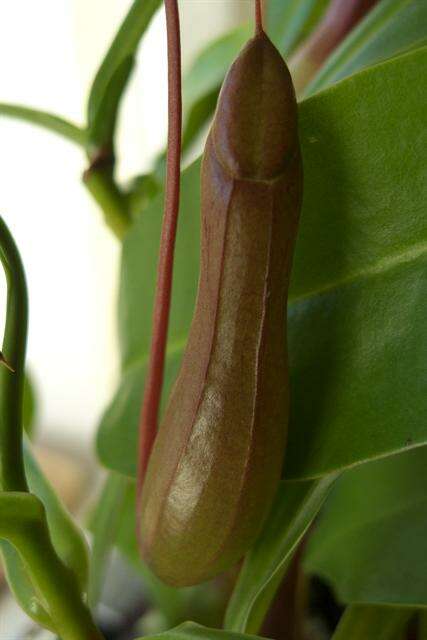 Image de <i>Nepenthes</i> alata × Nepenthes <i>ventricosa</i>