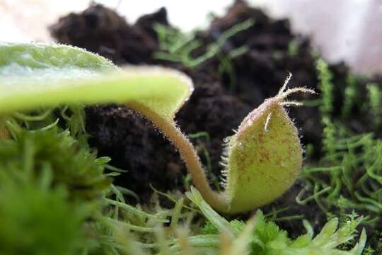 Image of Flask-Shaped Pitcher-Plant