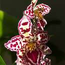 Odontoglossum resmi