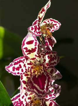 Imagem de Odontoglossum