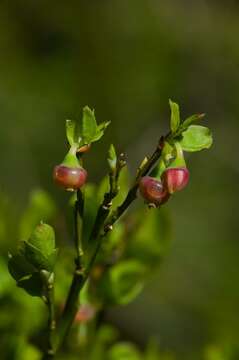 Vaccinium resmi