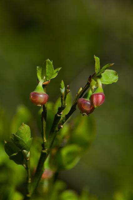 Image of blueberry