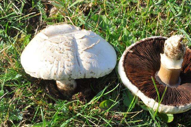 Image of Agaricaceae