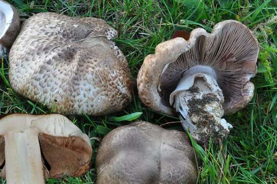 Image de Agaric ceinturé