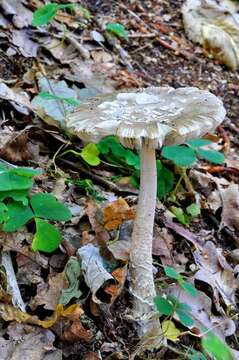 Image of Cecilia's ringless amanita