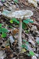 Image of Cecilia's ringless amanita