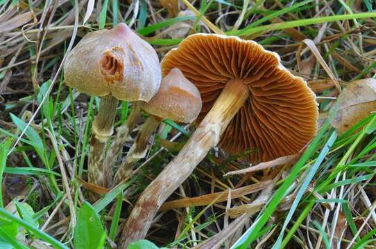 Image of Cortinarius flexipes (Pers.) Fr. 1838