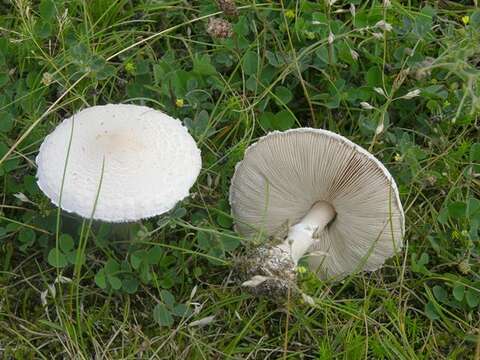 Image of Macrolepiota