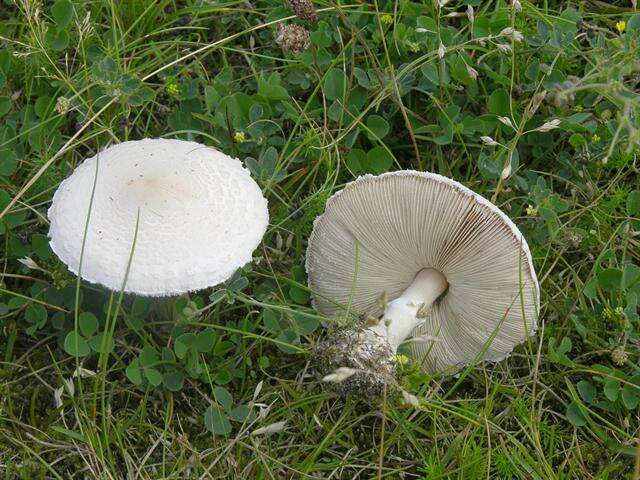 Слика од Macrolepiota