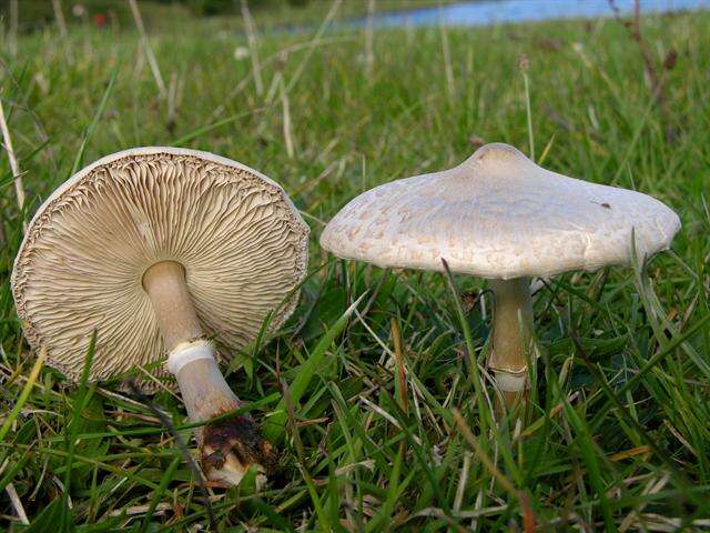 Слика од Macrolepiota