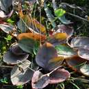 Image of Plantago uliginosa subsp. winteri (Wirtg.) Chrtek