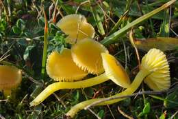 Image of waxcaps (fungi)