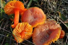 Image of Hygrocybe helobia (Arnolds) Bon 1976