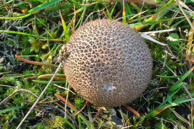 Image of Lycoperdon nigrescens Pers. 1794