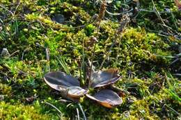 Plantago uliginosa F. W. Schmidt resmi