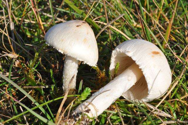 Слика од Lepiota