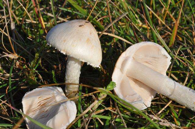 Слика од Lepiota