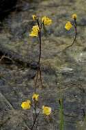 Image of Bladderworts