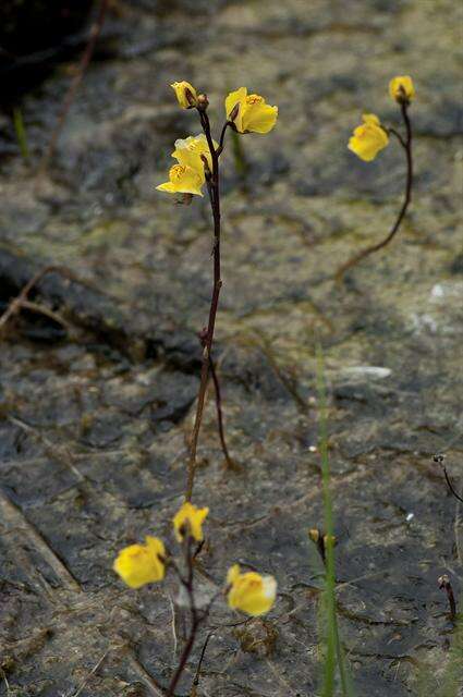 Imagem de Utricularia