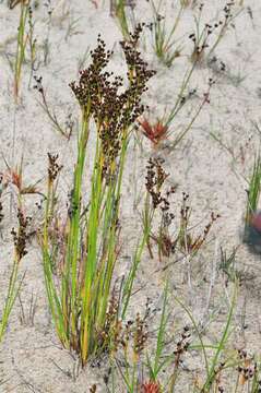 Imagem de Juncus anceps La Harpe