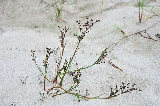 Image of Juncus articulatus subsp. articulatus