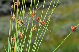 صورة Juncus filiformis L.