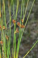 صورة Juncus filiformis L.