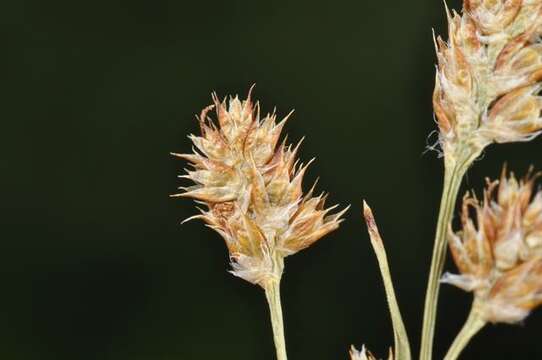 Image of Pale European Wood-Rush