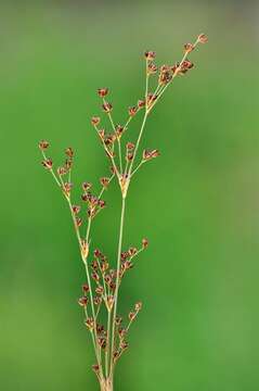 Juncus alpinoarticulatus Chaix的圖片