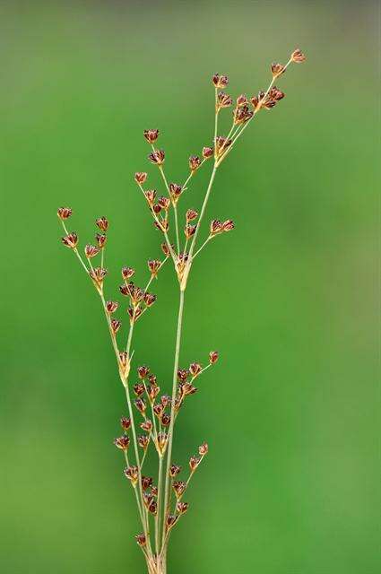 Imagem de Juncus alpinoarticulatus Chaix