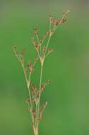 Слика од Juncus alpinoarticulatus Chaix