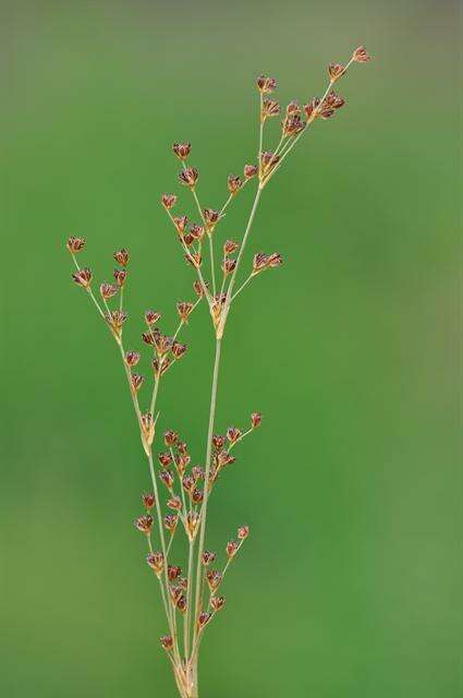 Juncus alpinoarticulatus Chaix的圖片