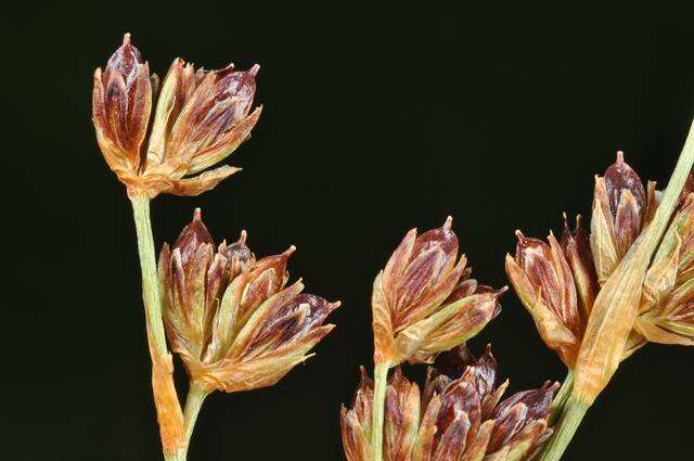 Слика од Juncus alpinoarticulatus Chaix