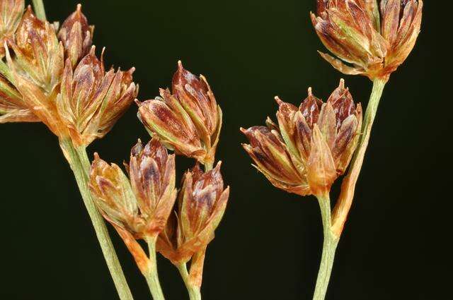 Imagem de Juncus alpinoarticulatus Chaix