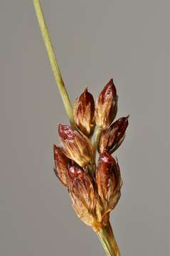 Imagem de Juncus alpinoarticulatus subsp. rariflorus (Hartm.) Holub