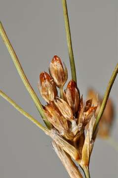 Imagem de Juncus alpinoarticulatus subsp. rariflorus (Hartm.) Holub