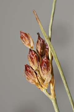 Imagem de Juncus alpinoarticulatus subsp. rariflorus (Hartm.) Holub