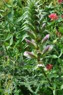 Image of acanthus